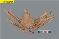 藏品(羚羊密刺蟹)的圖片